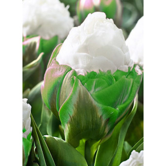 Тюльпан  "Айс Крим" Зеленый  (Ice Cream) 3шт в упаковке 