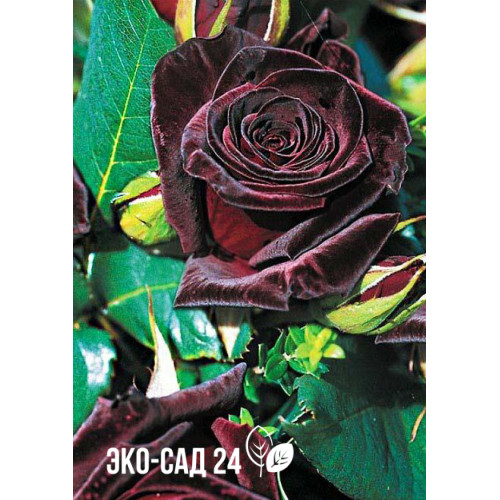 Роза чайно-гибридная Блек баккара