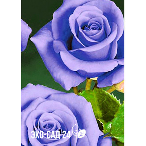 Роза чайно-гибридная Голубой нил